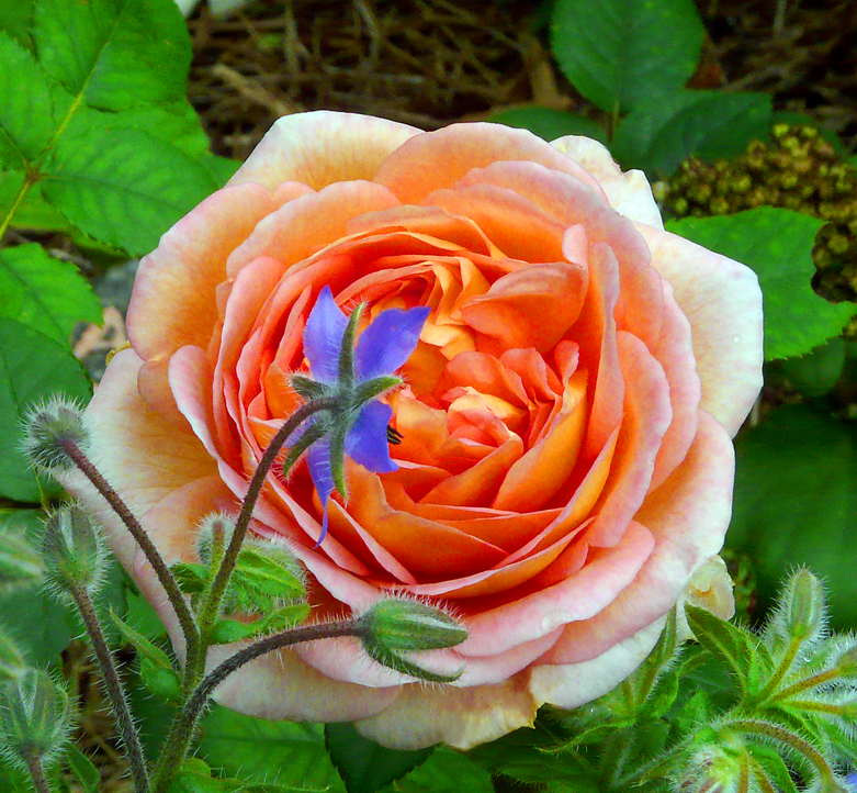 ABRAHAM DARBY